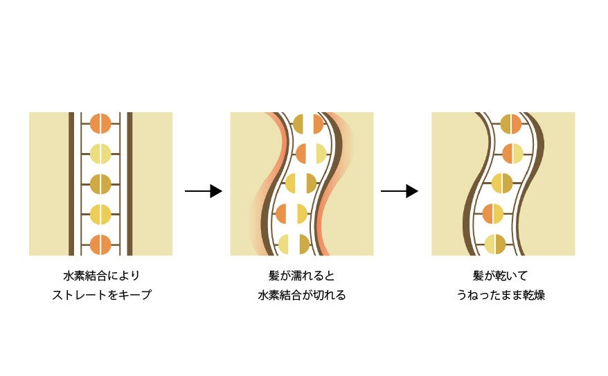 寝癖のできる仕組み