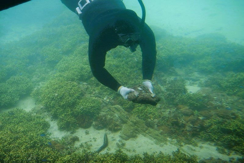 スタッフさんが珊瑚を海底に。海中観光船で様子を観察しに行きます。