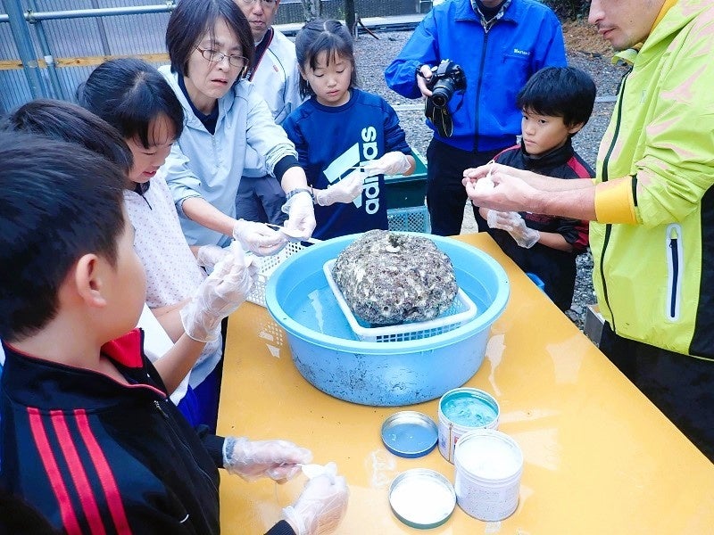 珊瑚の移植をする子どもたち（地域での取り組みの例より）