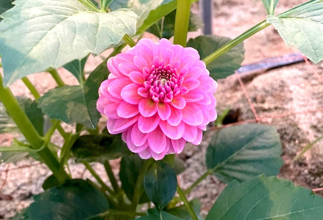 ダリア　ホットピンクオセロ