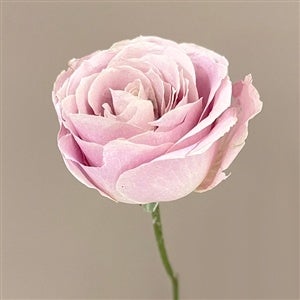 新商品「バラ」の高級ドライフラワーを販売開始！｜花の卸通販フラワー