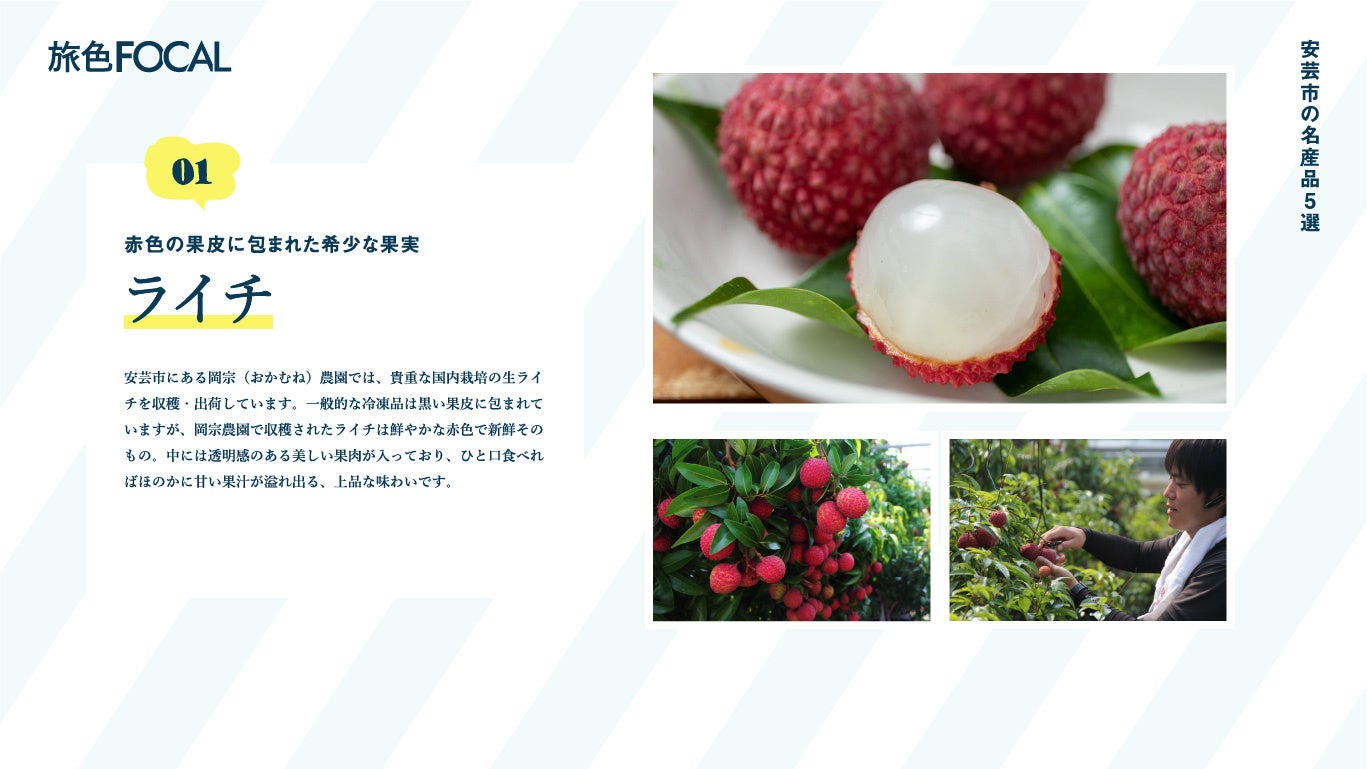 『旅色FOCAL』安芸市特集：赤色の果皮に包まれた生ライチ