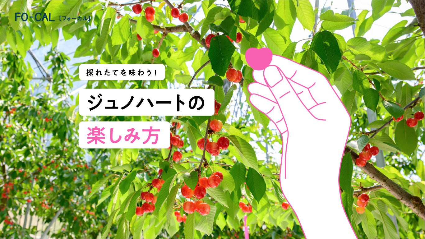 「旅色FO-CAL」ジュノハート特集:ジュノハートの楽しみ方