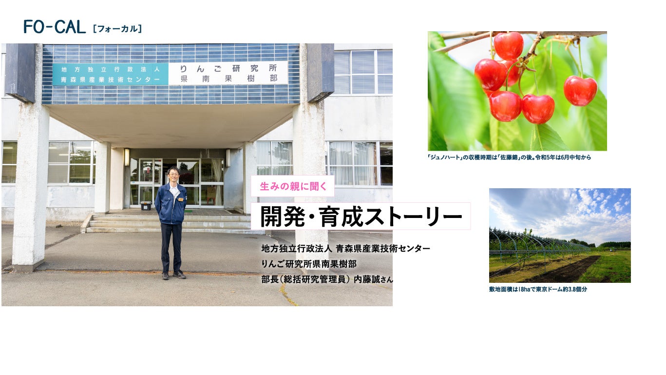 「旅色FO-CAL」ジュノハート特集:ジュノハート誕生&栽培・流通ストーリー