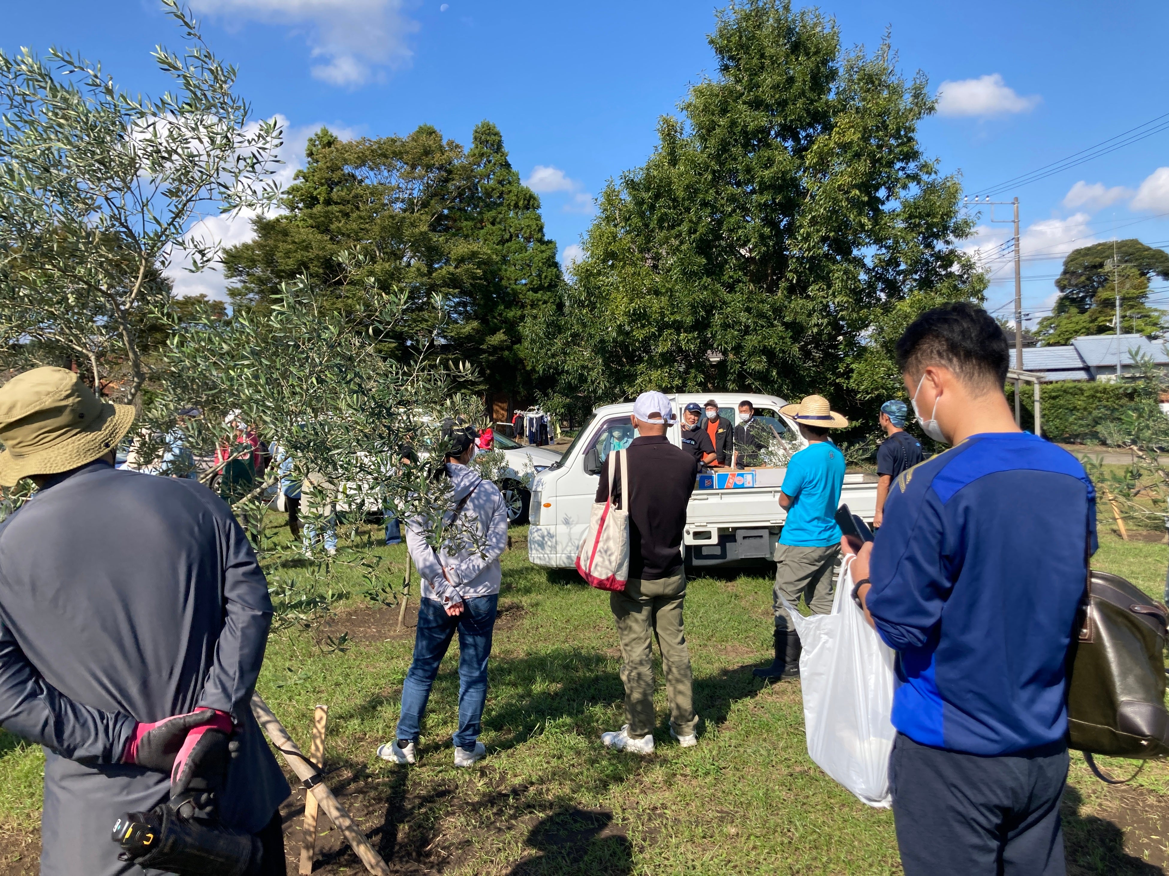 オリーブ収穫体験