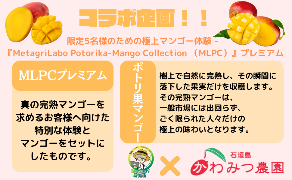 「石垣島の極上マンゴーとweb3技術が織り成す革新的な体験！『MetagriLabo Potorika-Mango Collection』で農園ツアーなどの特典も！」