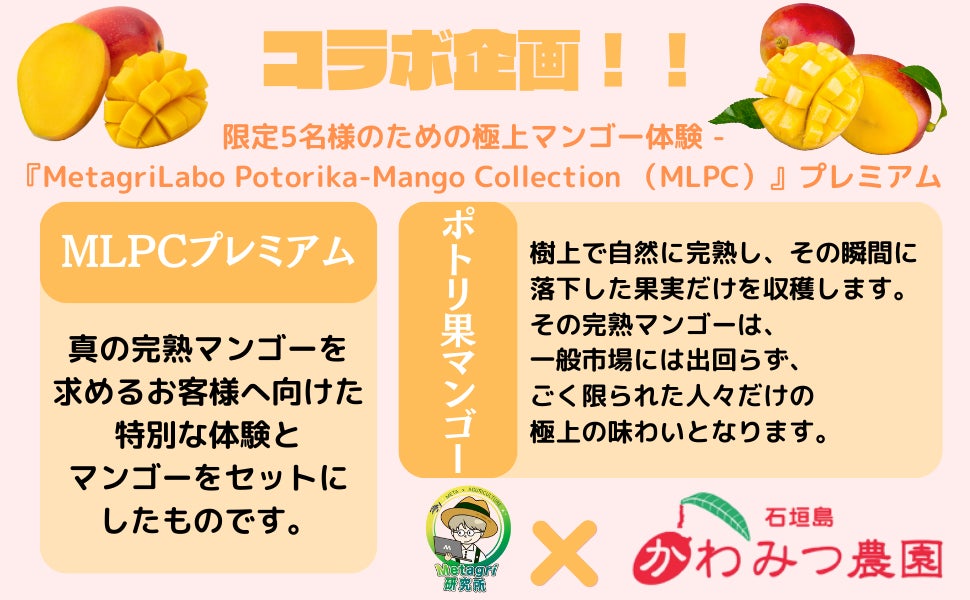 「石垣島の極上マンゴーとweb3技術が織り成す革新的な体験!『MetagriLabo Potorika-Mango Collection』で農園ツアーなどの特典も!」 「石垣島の極上マンゴーとweb3技術が織り成す革新的な体験!『MetagriLabo Potorika-Mango Collection』で農園ツアーなどの特典も!」