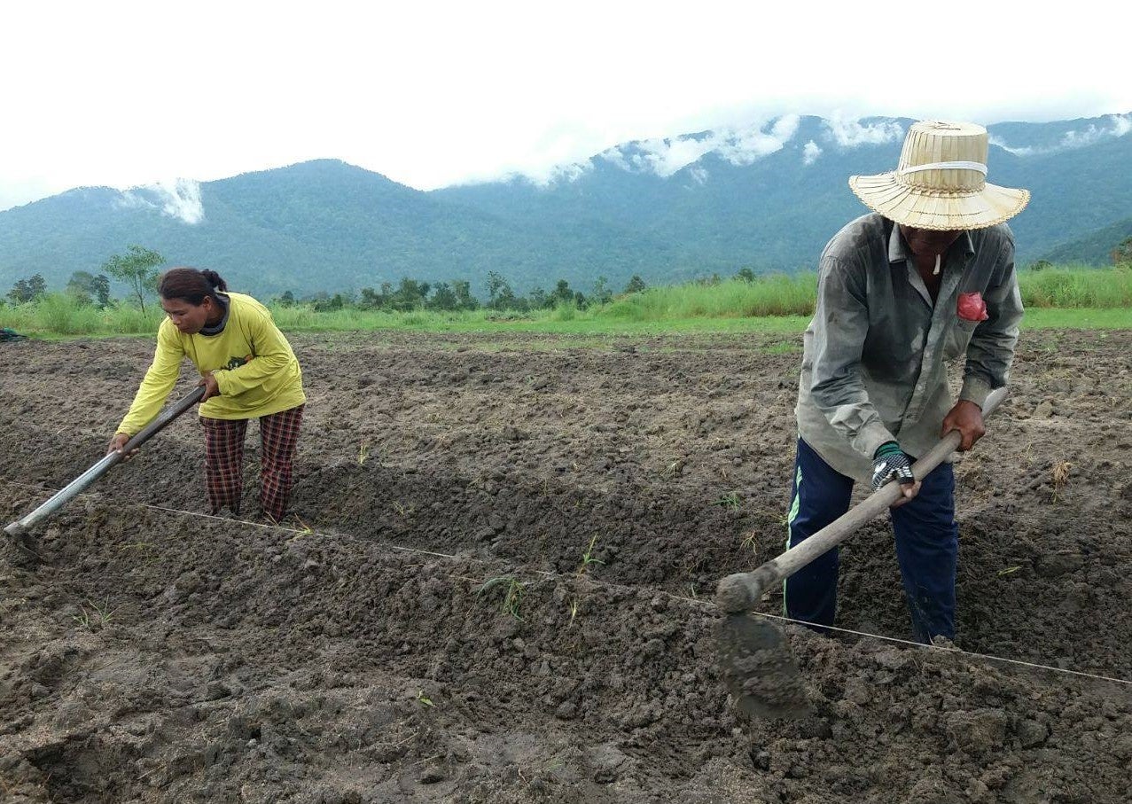 カンボジアの農業の様子