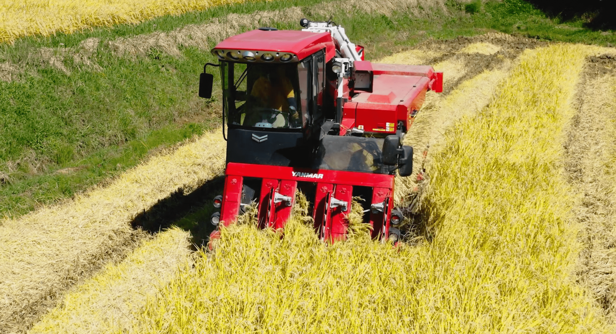 点滴チューブを巻き取って撤去した後、収穫を実施