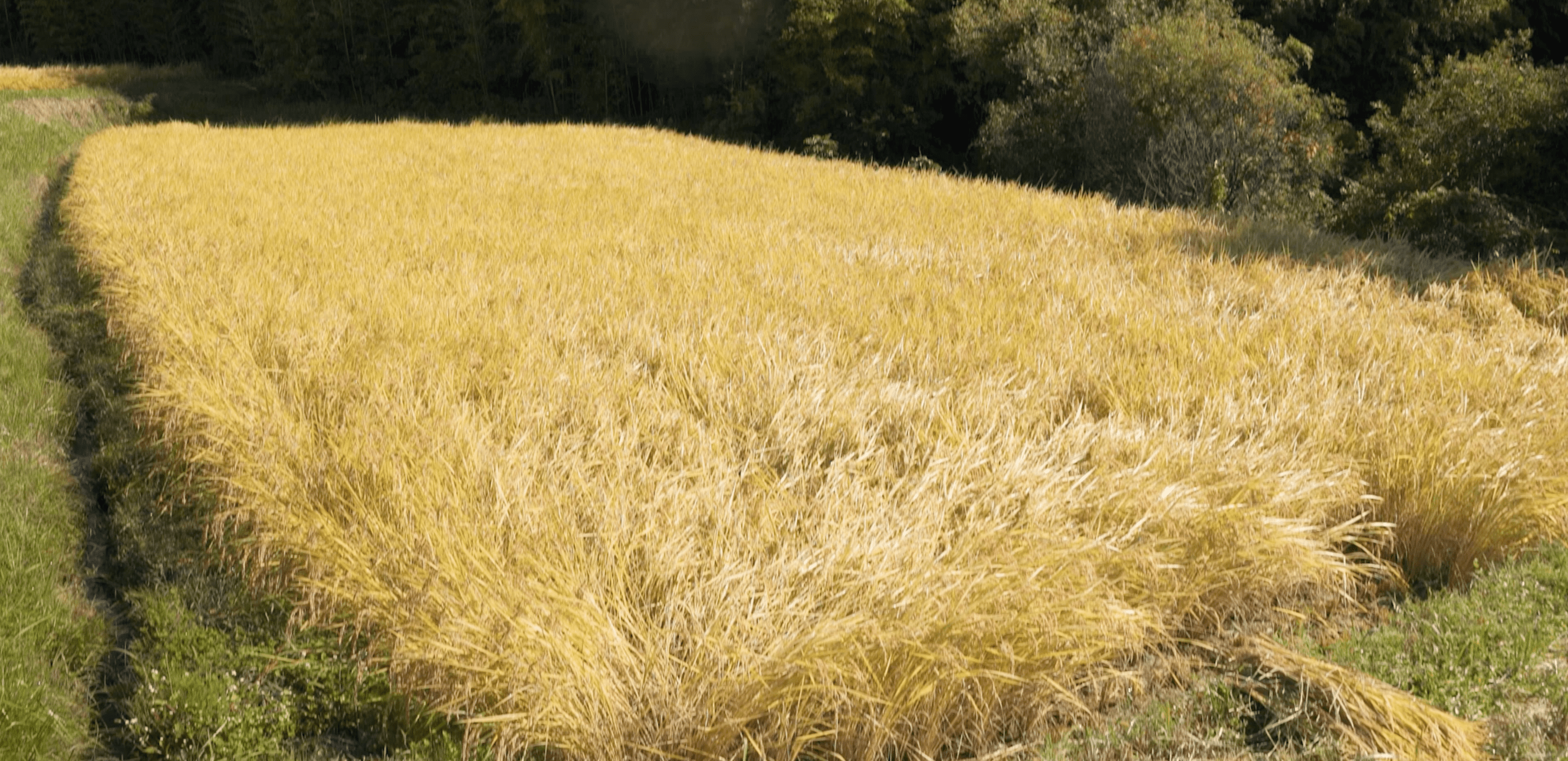 稲刈り前の様子／水田区と変わらぬ豊かな実りに恵まれた