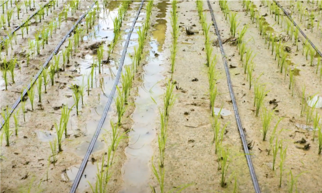 田植え後、水を落として点滴灌水システムおよび点滴チューブを設置した直後の様子