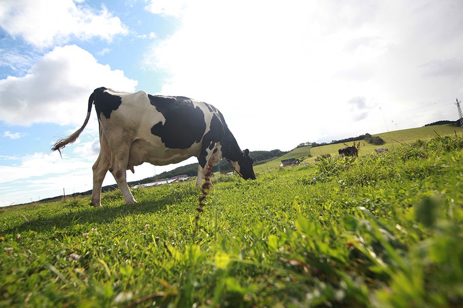 North Plain Farm in Summer