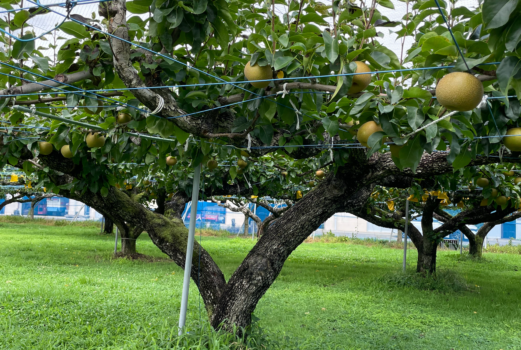 千葉大学大学院園芸学研究院の梨農場