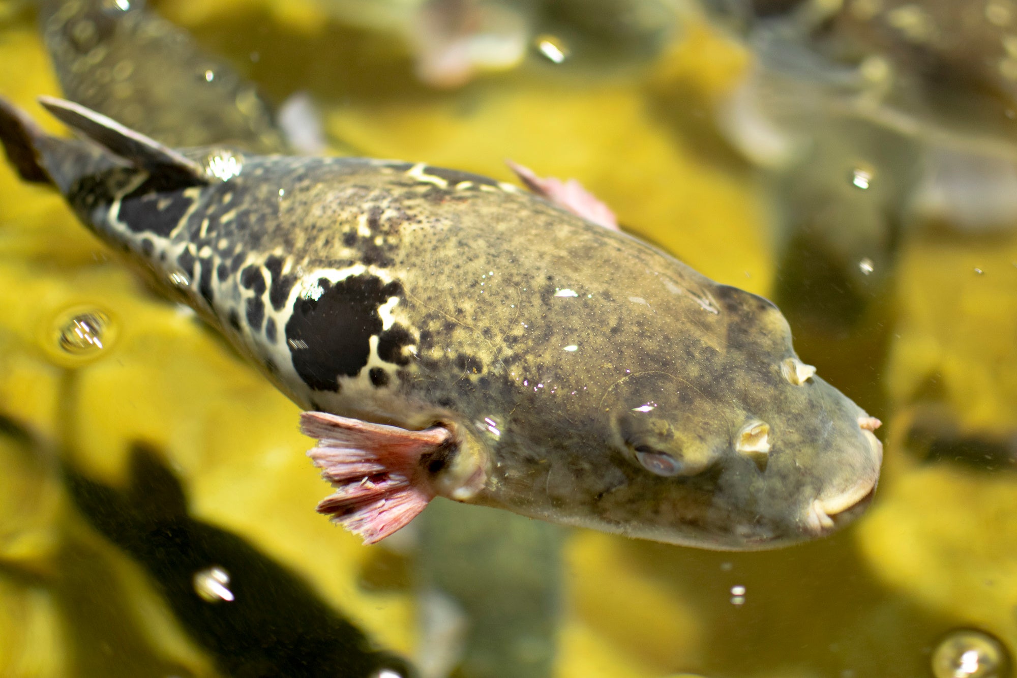 浜の雅亭一井では3kg以上のあのりふぐが仕入れられるように心がけています
