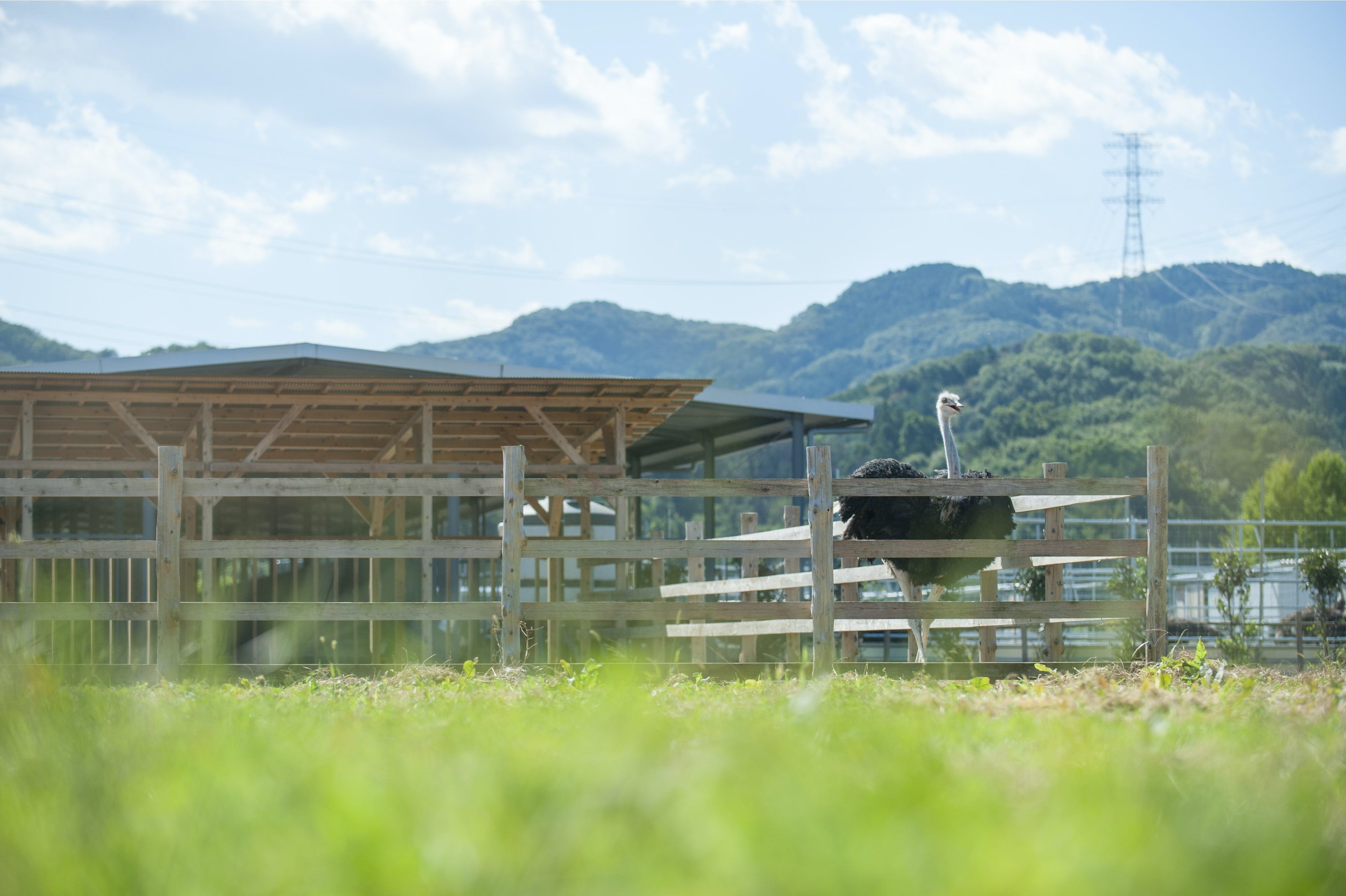 美里オーストリッチファームの様子