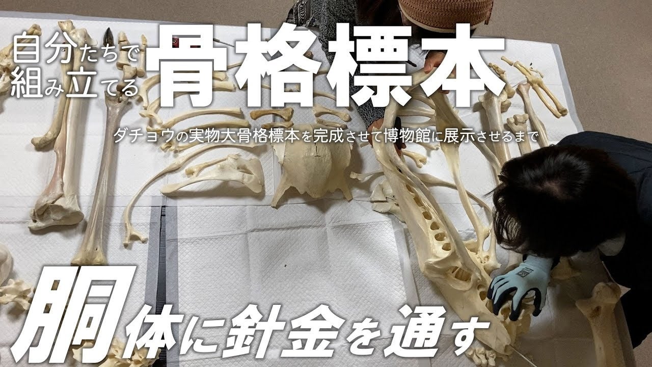【必見】ダチョウの骨格標本を組み立てる！！　｜　美里オーストリッチファーム公式YouTubeチャンネル