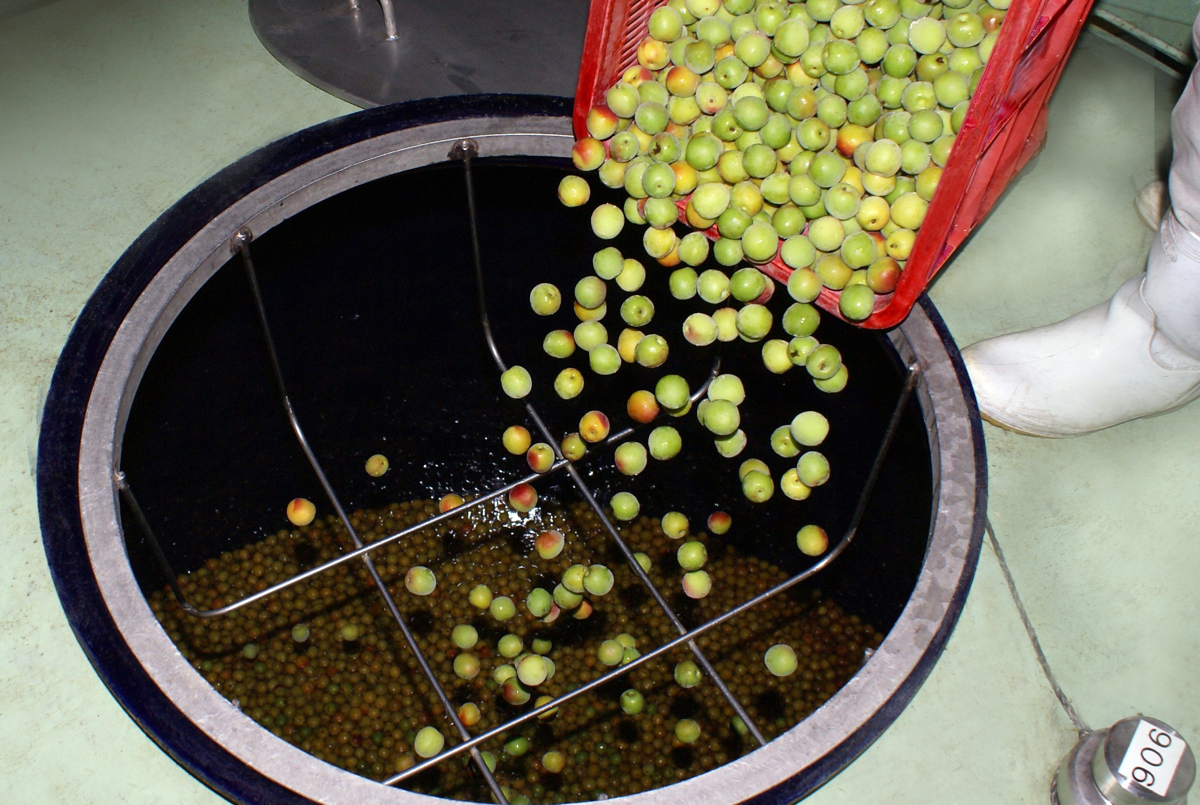 お酒に漬けこまれるウメ