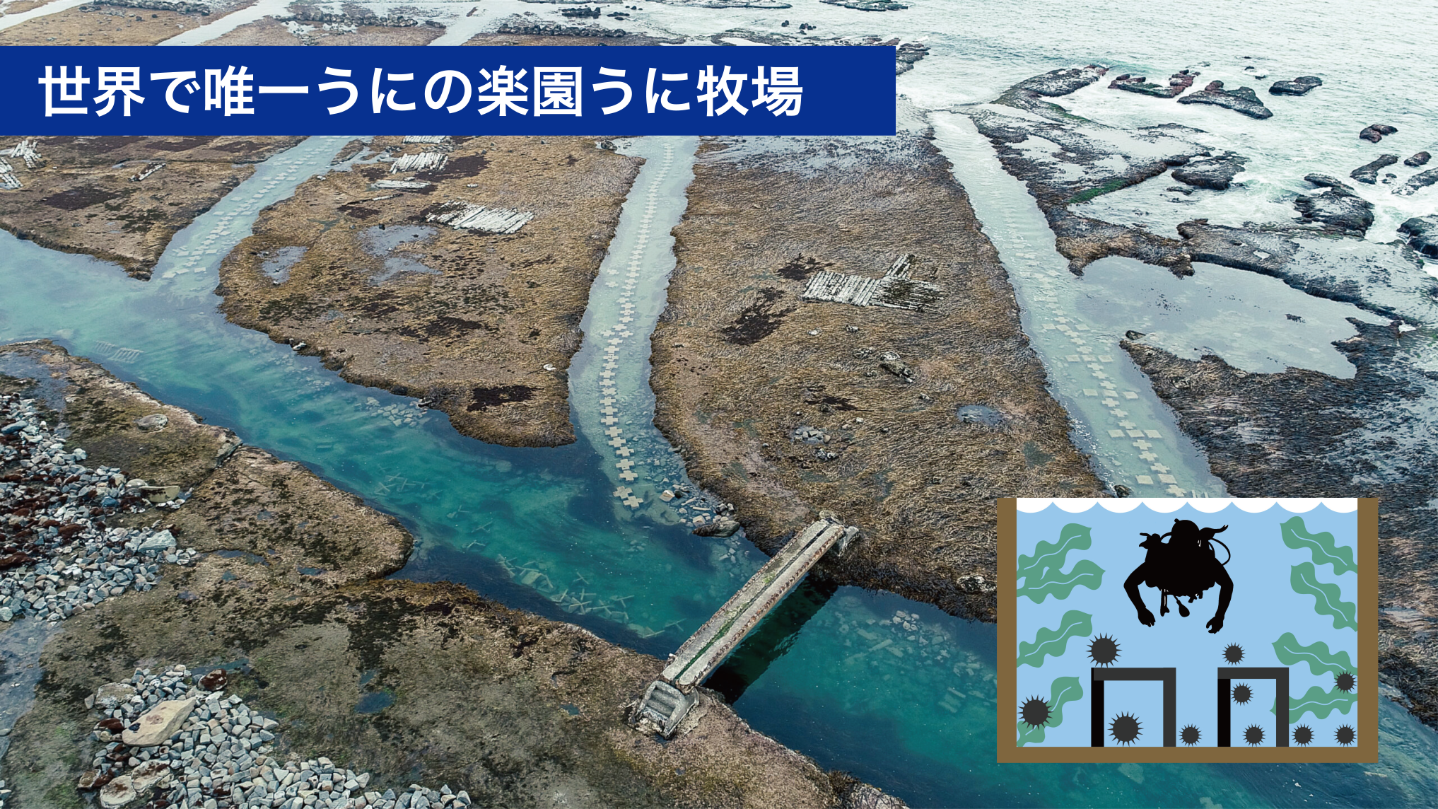 うに牧場🄬の様子