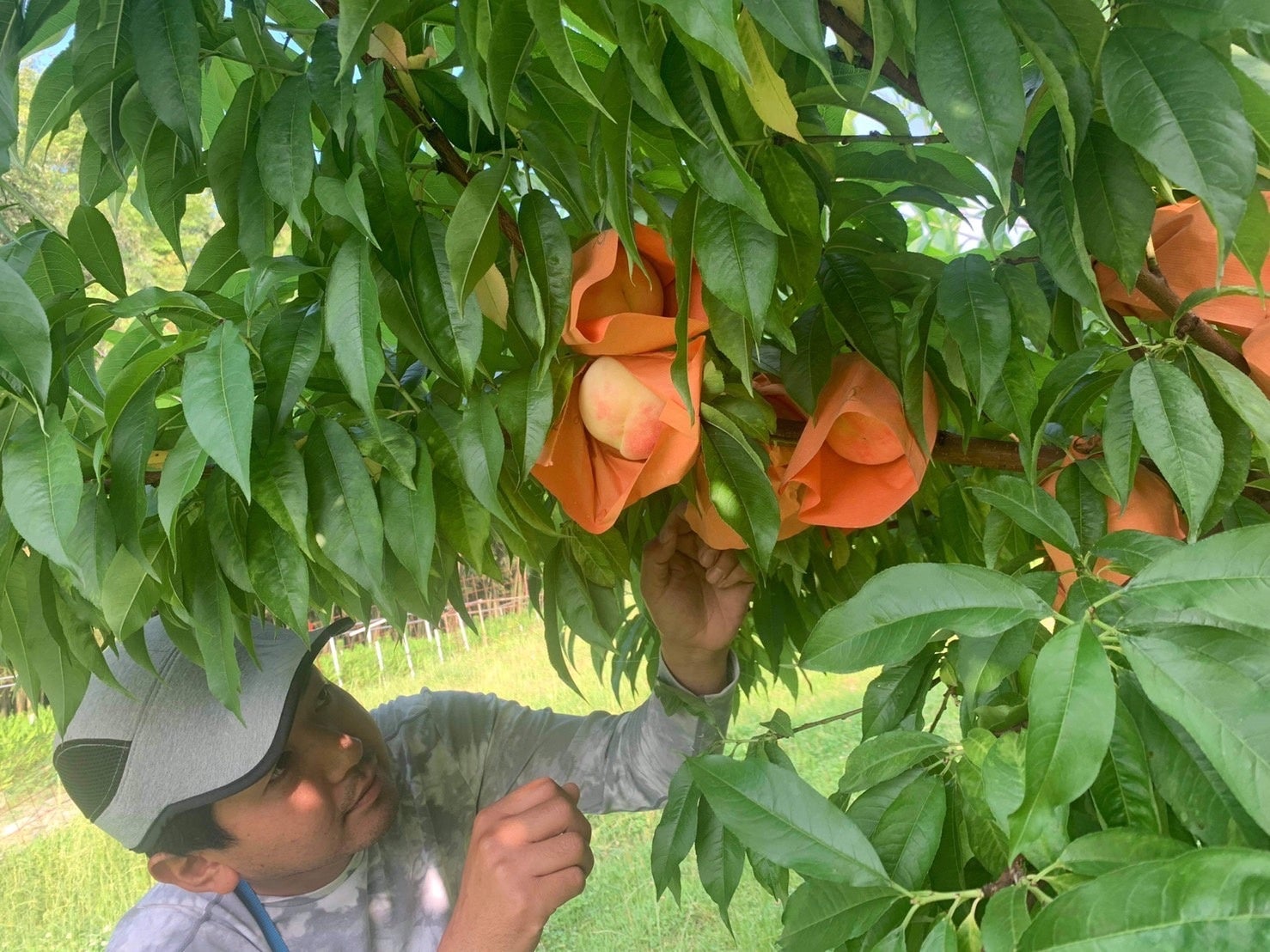 桃も袋掛けをします
