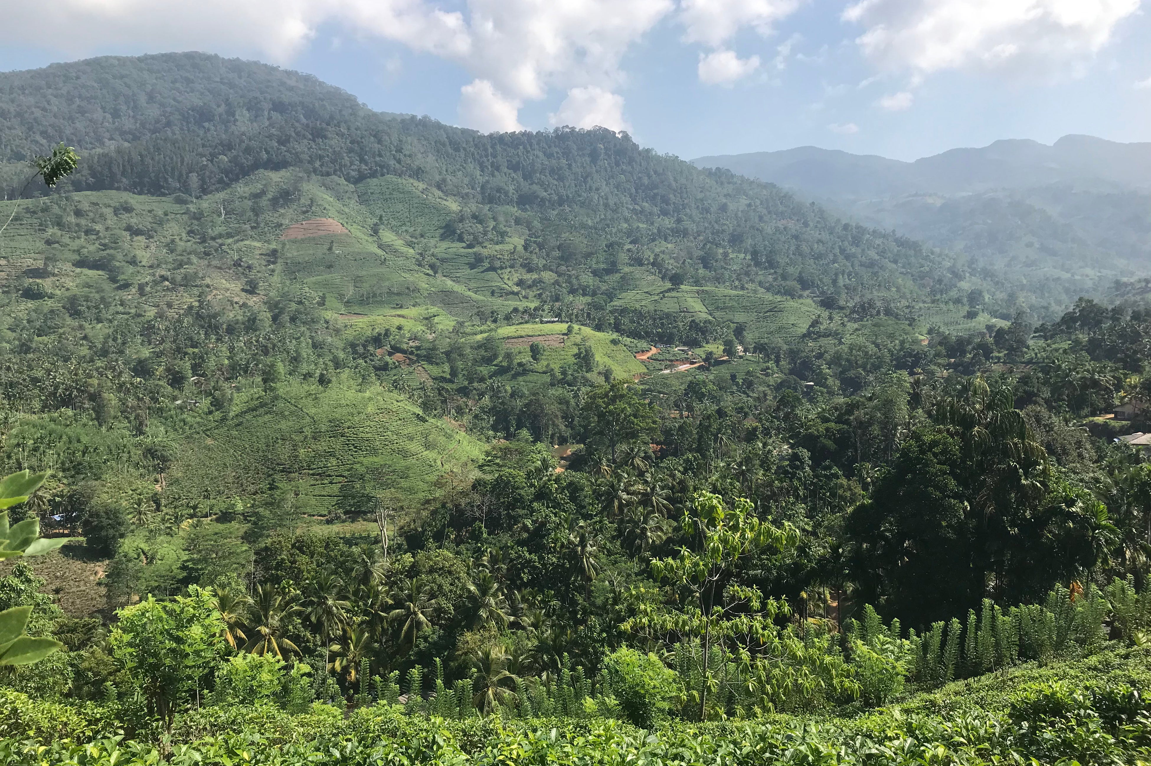 畑からシンハラージャの森林を望む