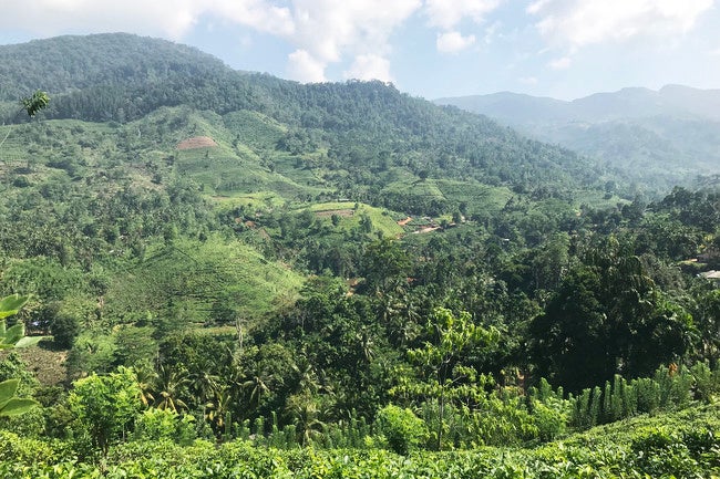 畑からシンハラージャの森林を望む