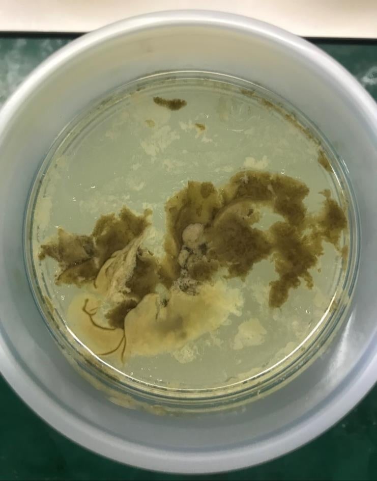 beacon防食剤添加24時間後の様子