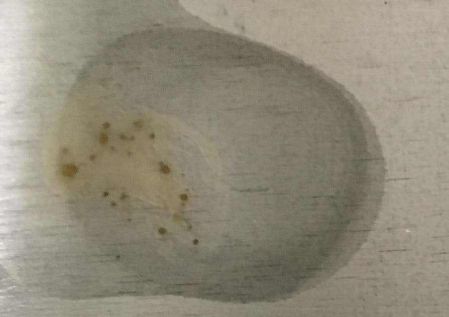 テストプレートにできたさび様の付着物