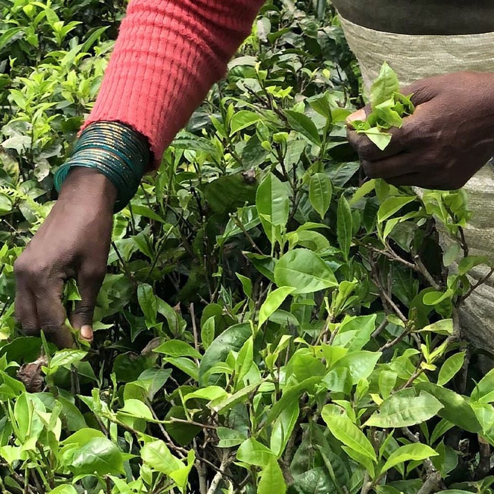 厳選された原材料のみを用いたお茶を提供いたします