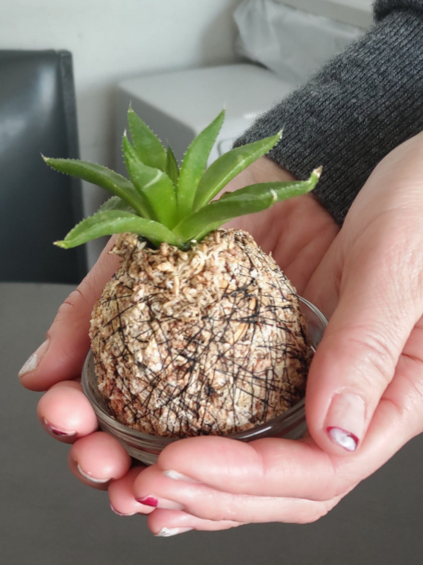 記念品の多肉植物