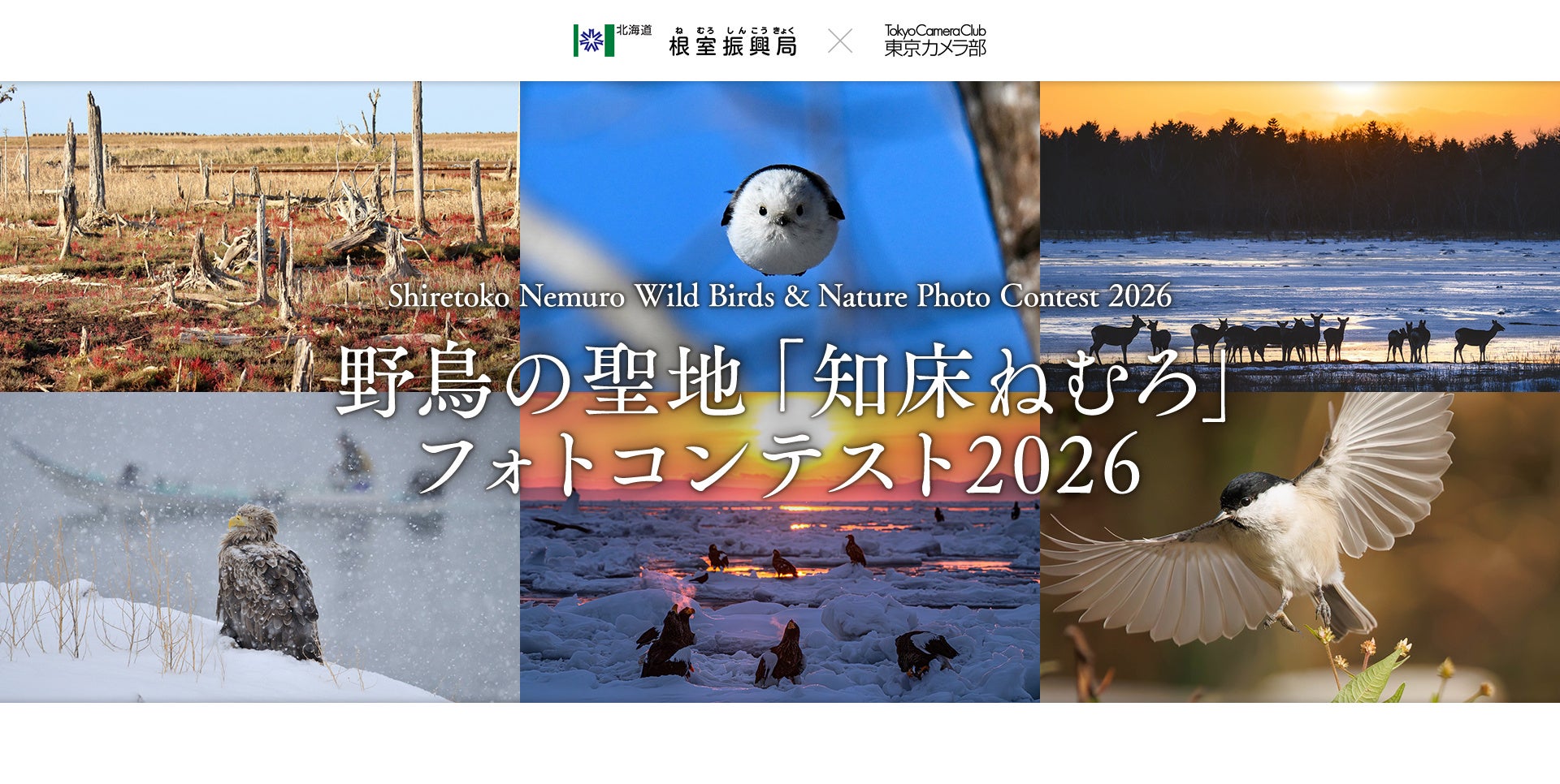 北海道根室振興局、「野鳥の聖地『知床ねむろ』フォトコンテスト2026」作品募集を開始