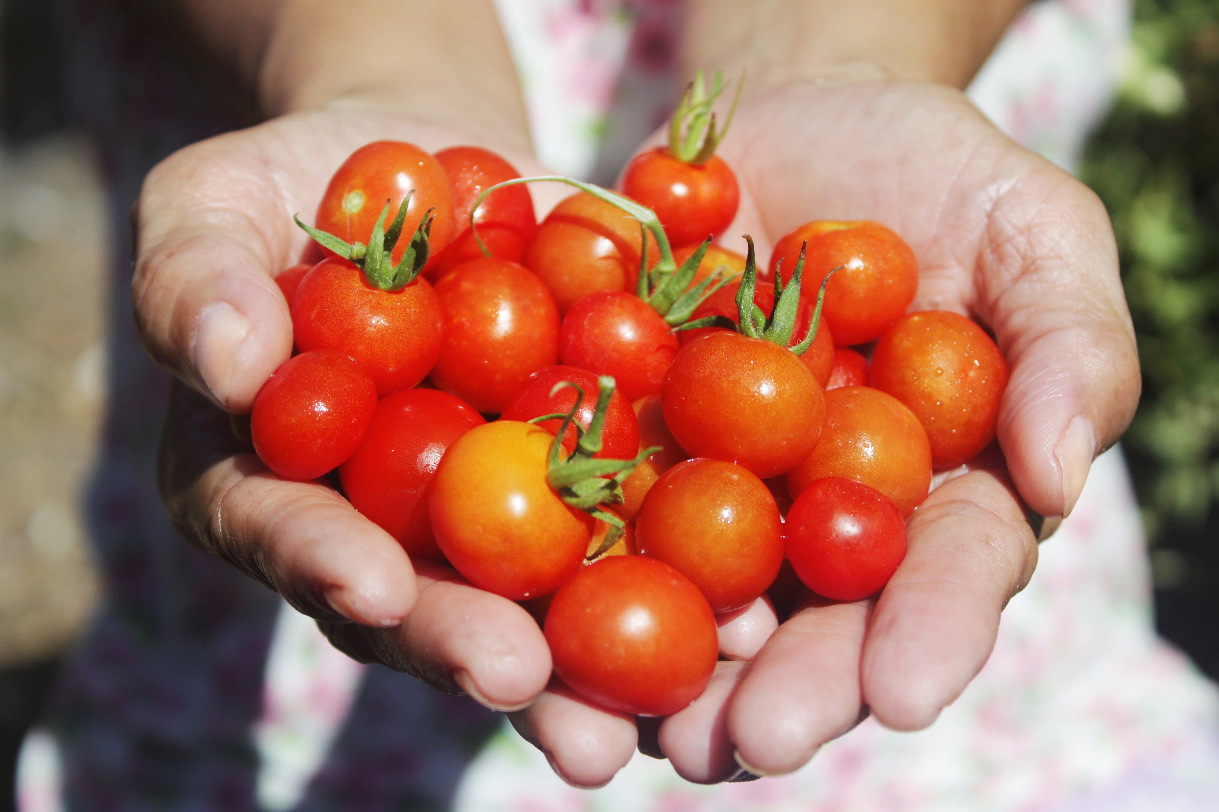 採れたての濃縮トマト