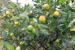 瀬戸内のレモン