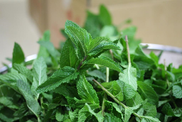 日田市大山町のミント