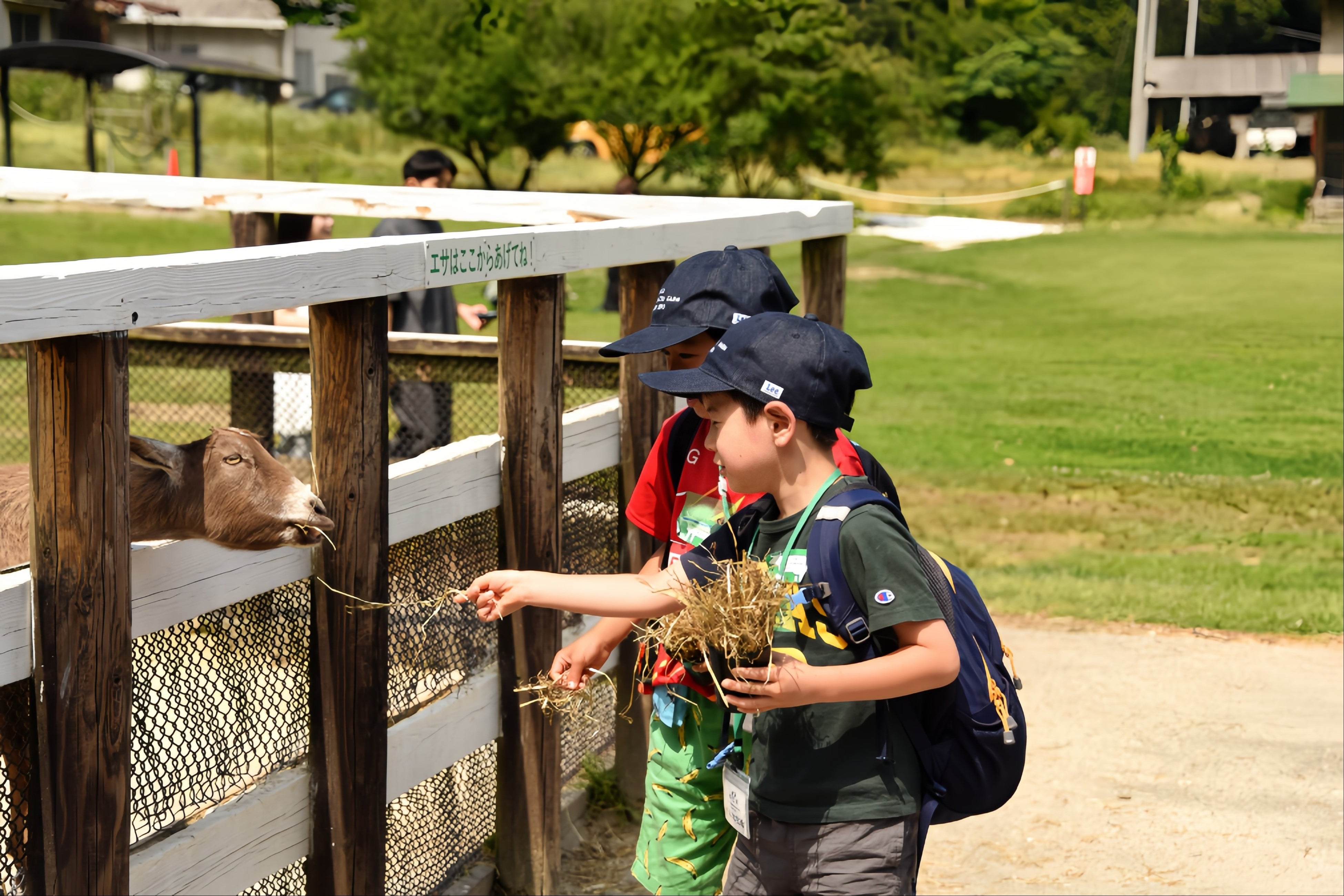 動物ふれあい 動物へのえさやり体験