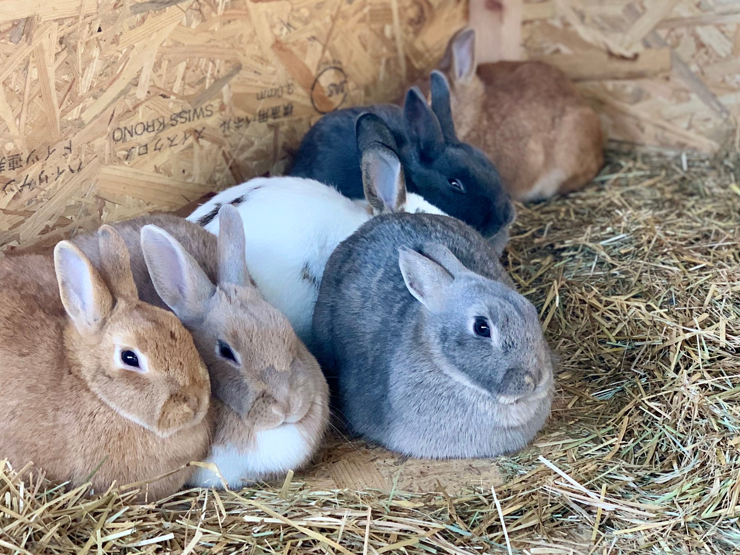 どうぶつふれあい広場の「もふもふハウス」