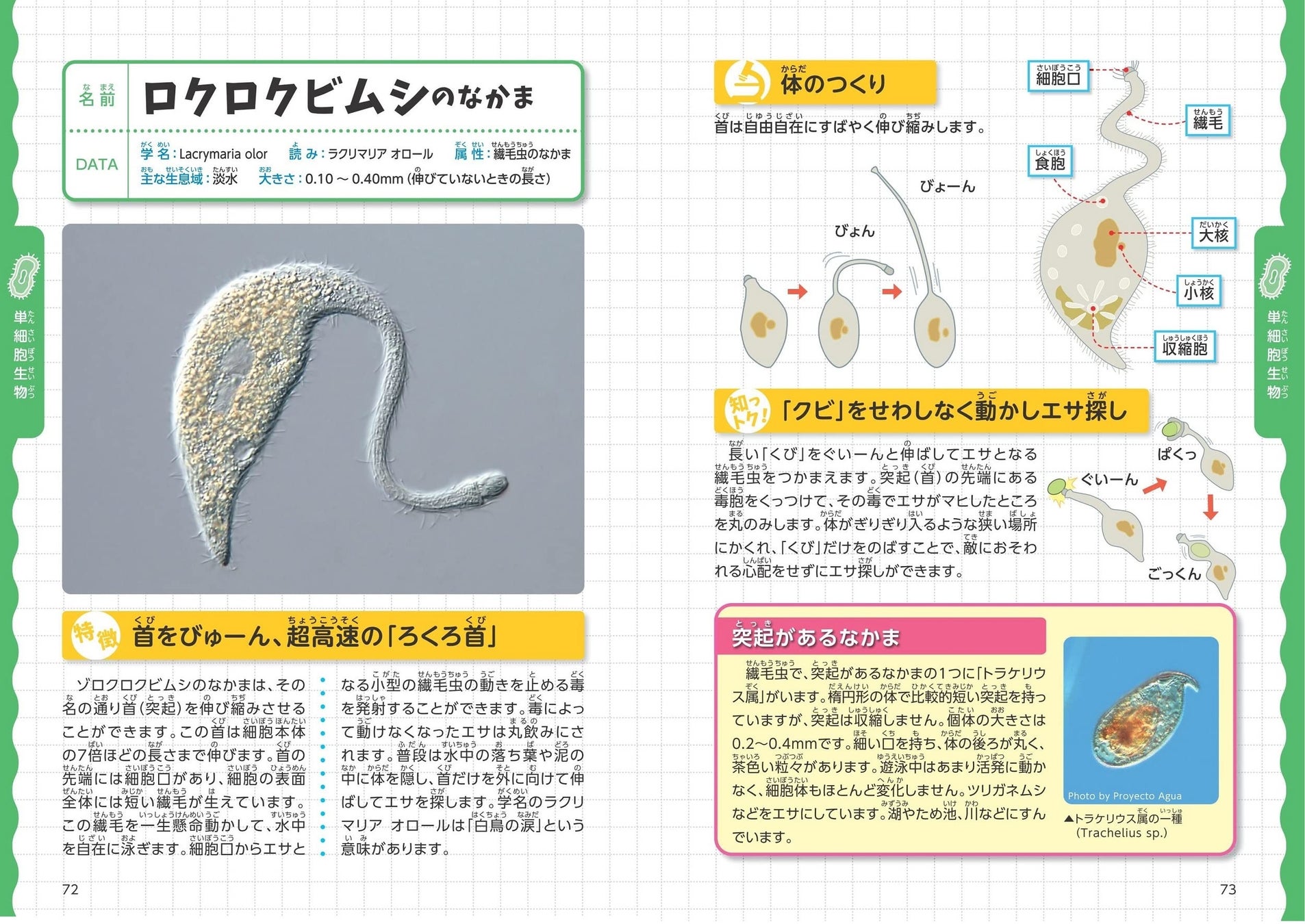 ふだんはあまり見ることができないプランクトンの世界を覗く みんなが知りたい プランクトンのふしぎ 水中で暮らす微生物の特徴と魅力がわかる 22年4月28日発売予定 メイツユニバーサルコンテンツのプレスリリース ふだんはあまり見ることができないプランクトンの世界を覗く みんなが知りたい プランクトンのふしぎ 水中で暮らす微生物の特徴と魅力がわかる 22年4月28日発売予定 メイツユニバーサルコンテンツのプレスリリース