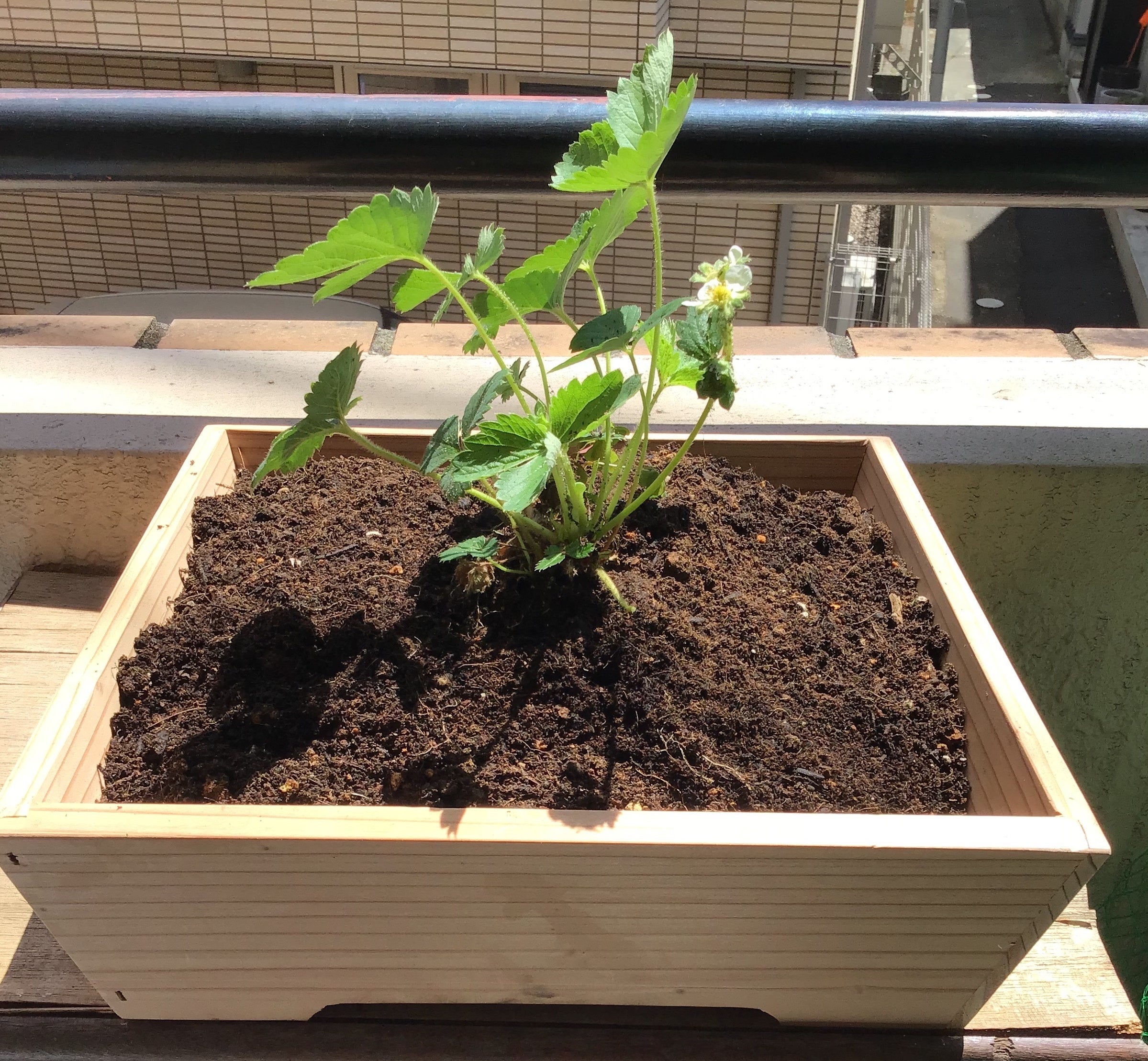 多摩産材を利用した、屋上用の東京おひさまベリーの木製プランター