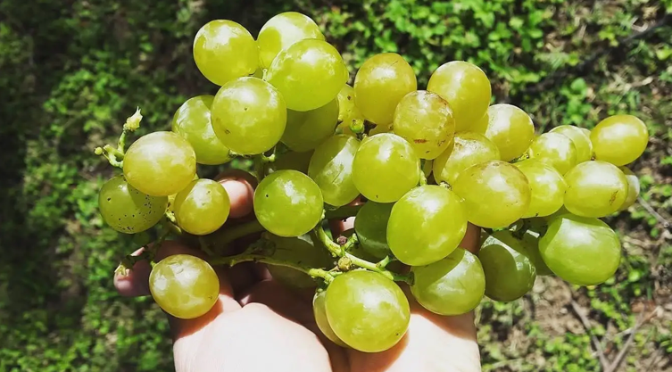 マスカット・オブ・アレキサンドリア