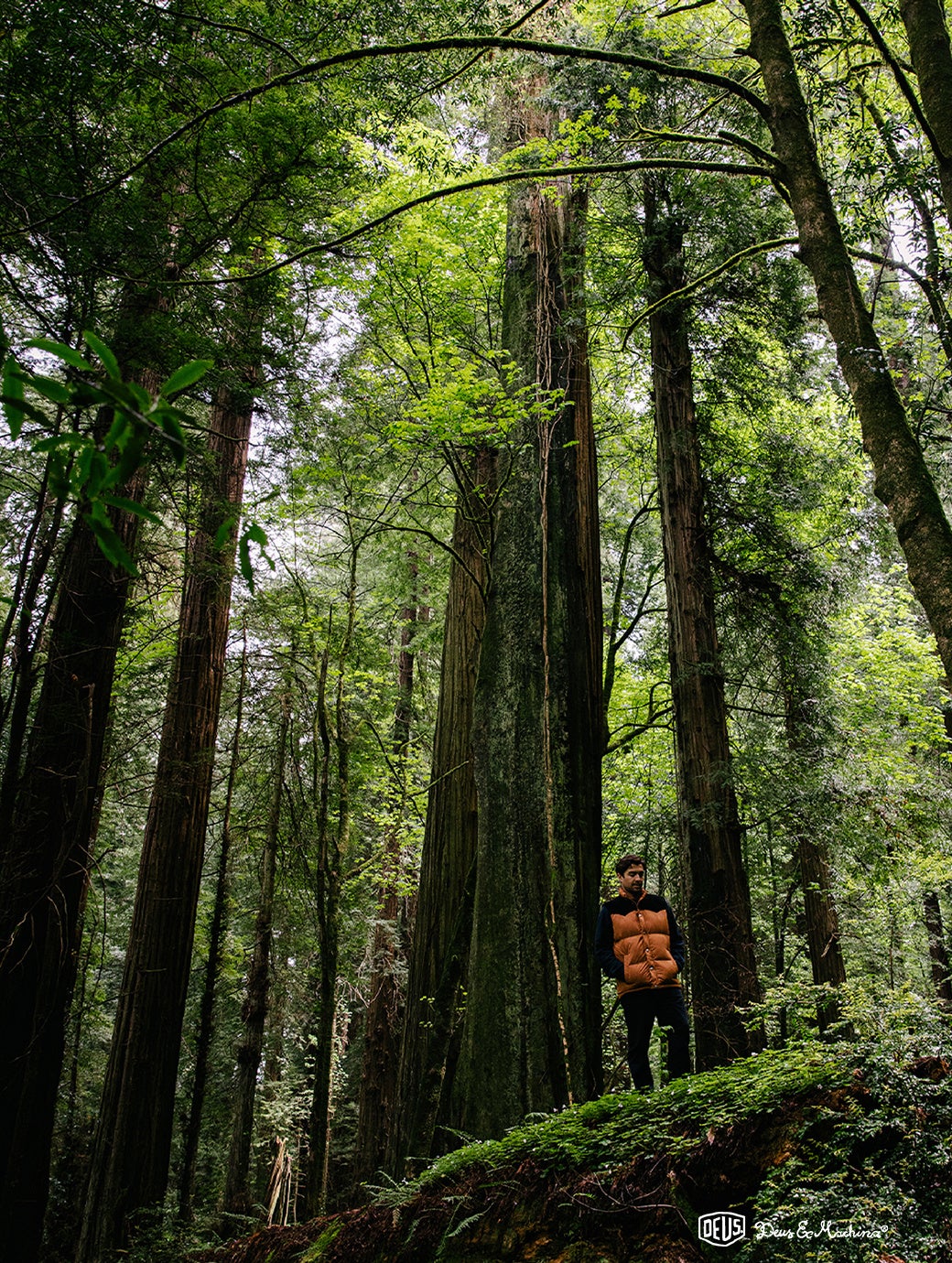 デウス エクス マキナ 新作ジャケット