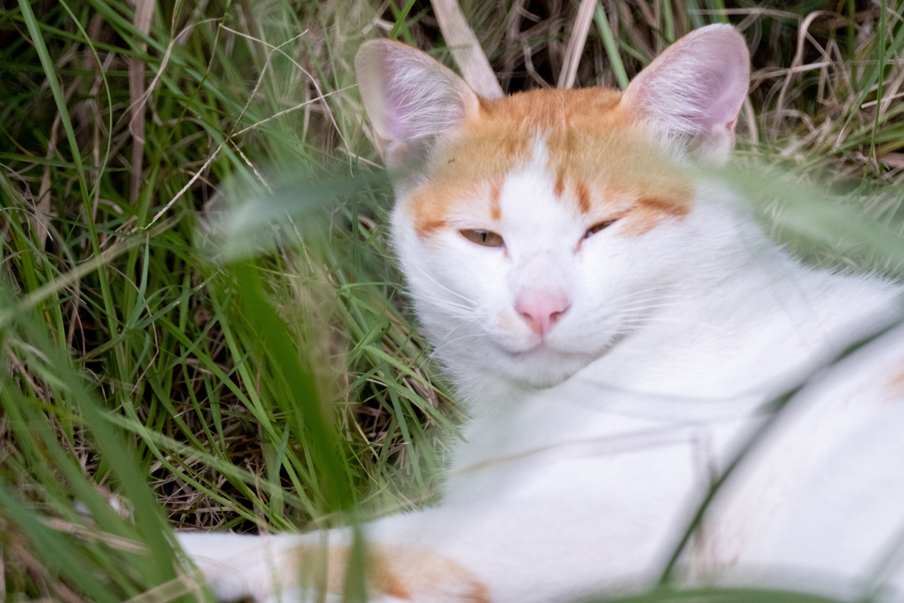 コンパクトなAPS-C専用超望遠レンズ「Tokina SZ 300mm PRO / SZ 600mm