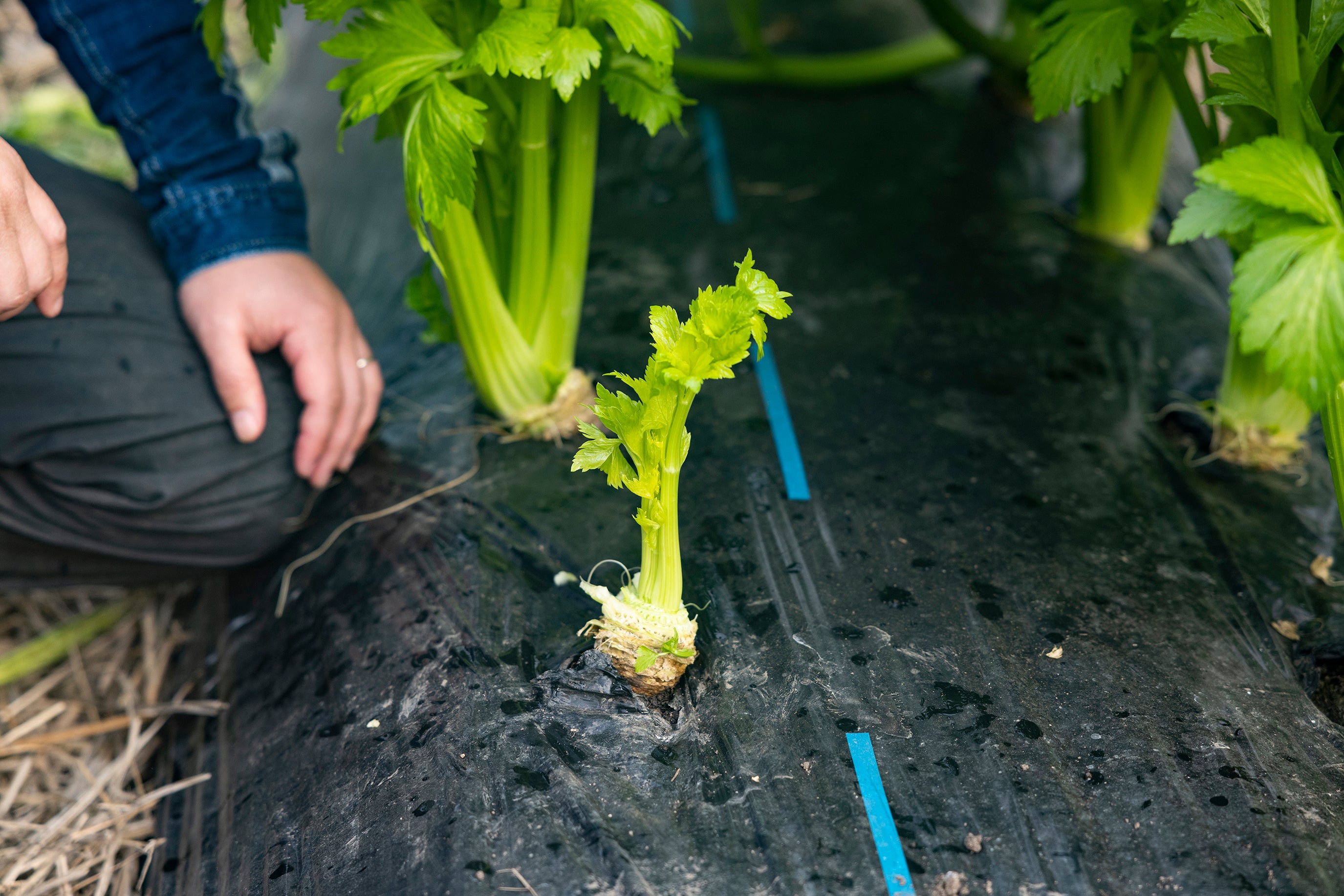 ▲セロリの芯と幼葉