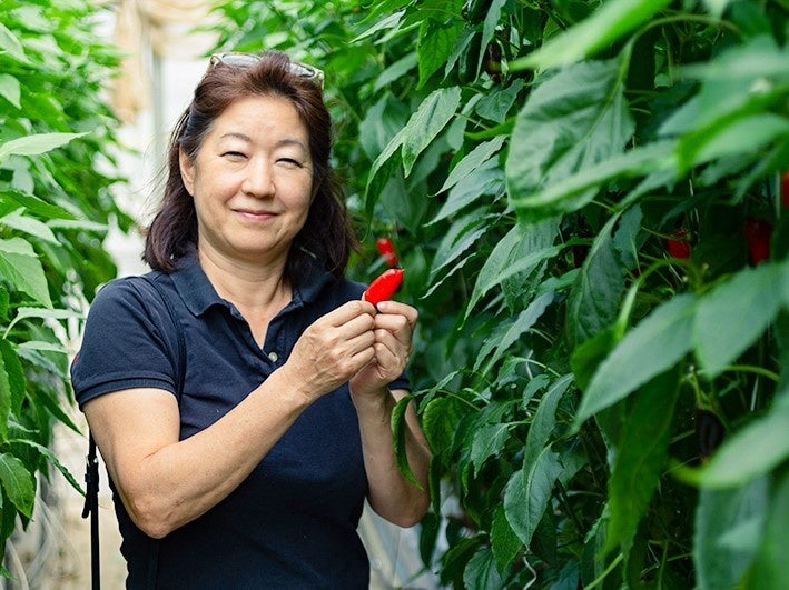 ▲パプリカ生産者の富田さん