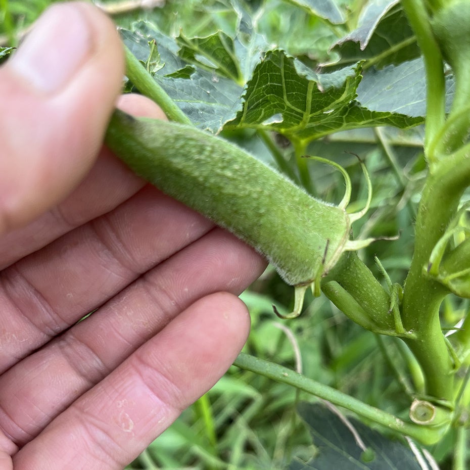 ▲台風12、14号を耐えたオクラ（沖縄県県産）