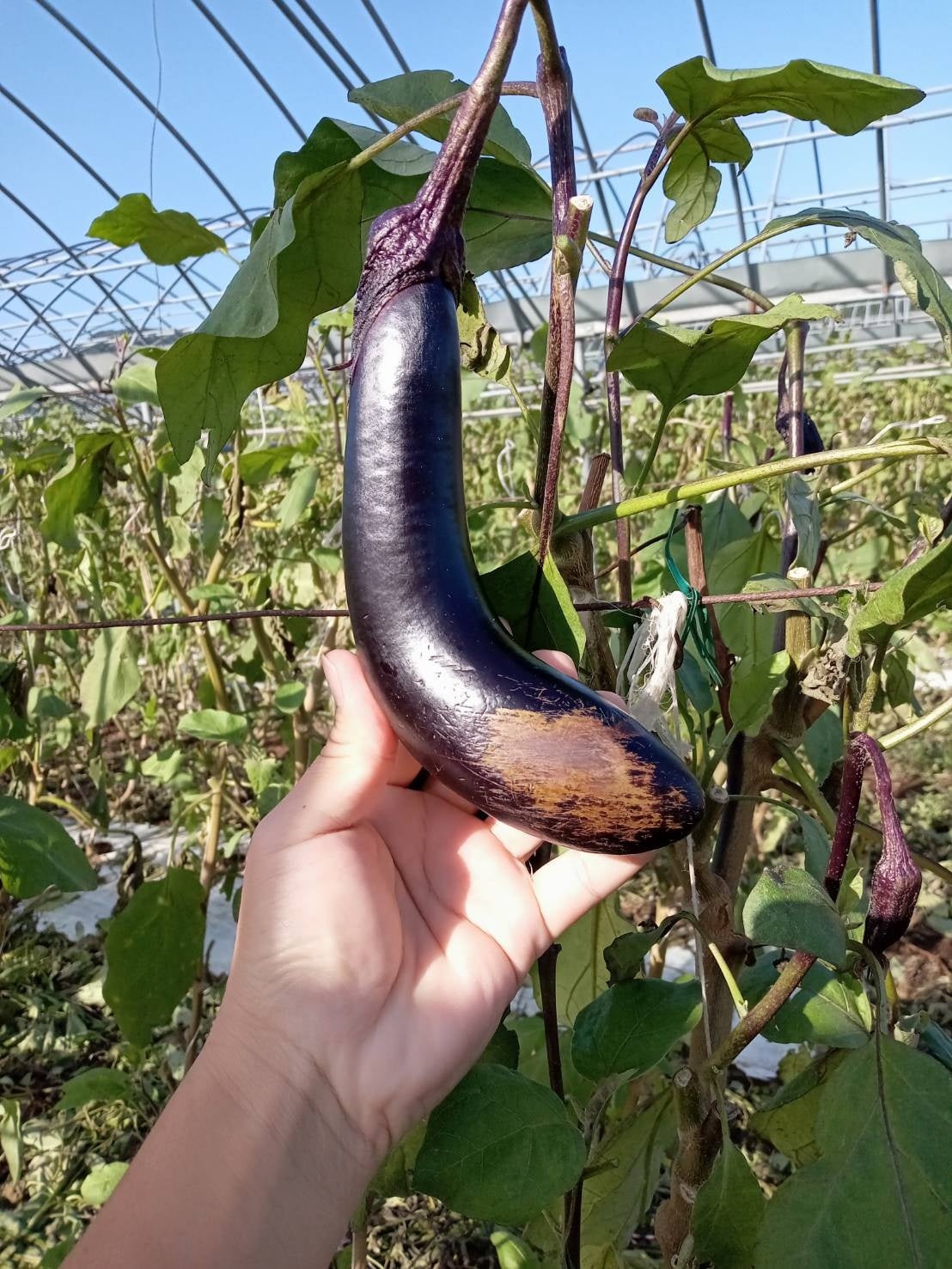 ▲暴風で傷のついたなす（熊本県産）