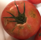 ▷ヘタ周りが変色しているトマト