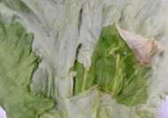 ▷外葉が白っぽくなったレタス