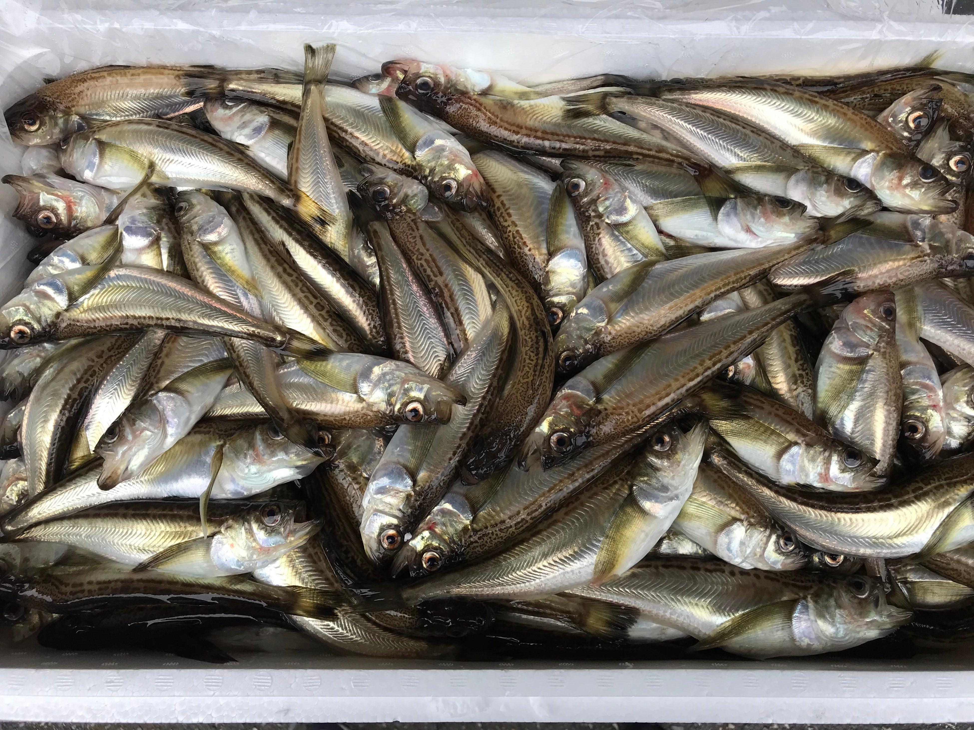 ▲水揚げされた規格外のハタハタ