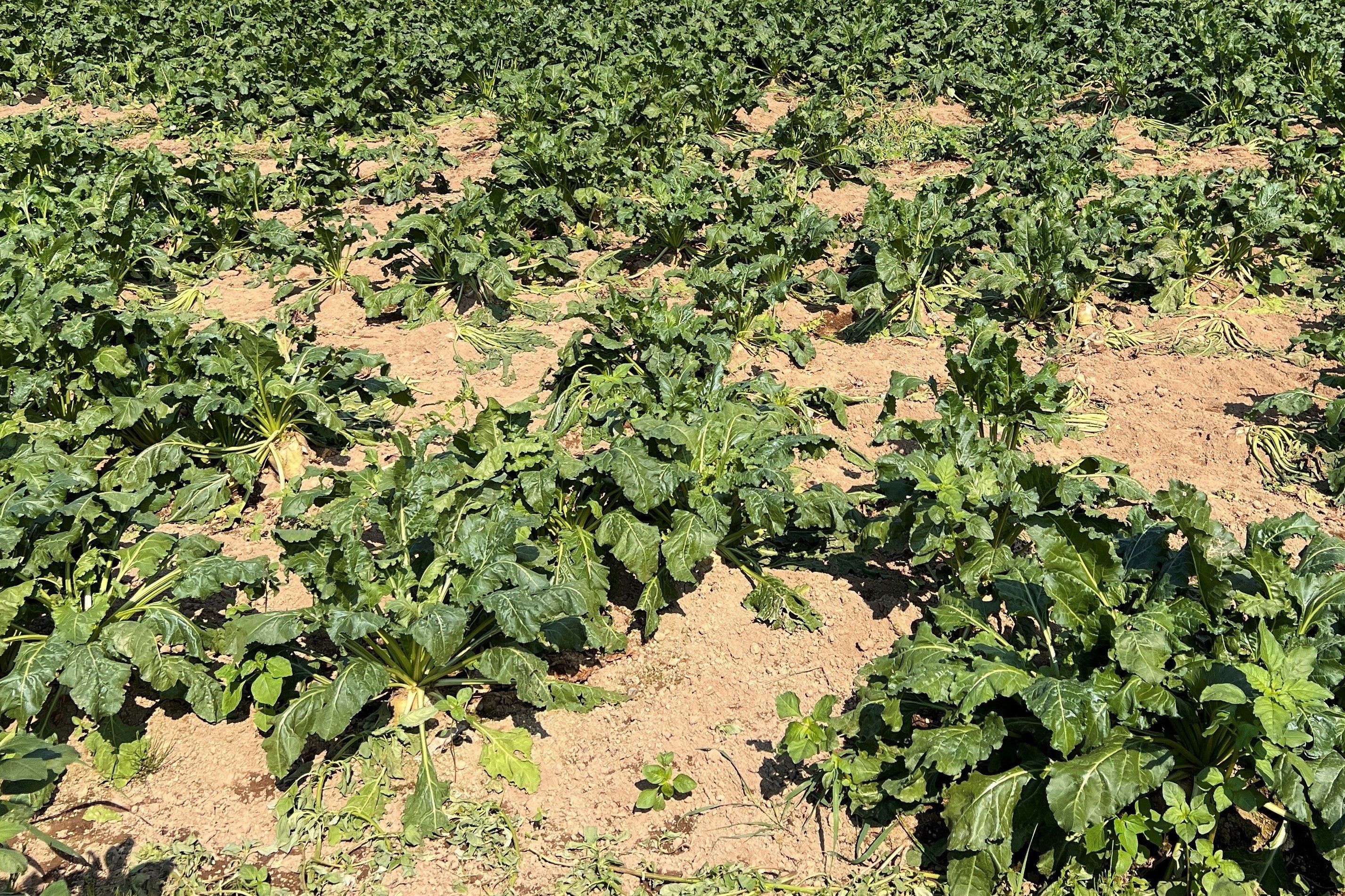 エゾ鹿に荒らされた畑の様子