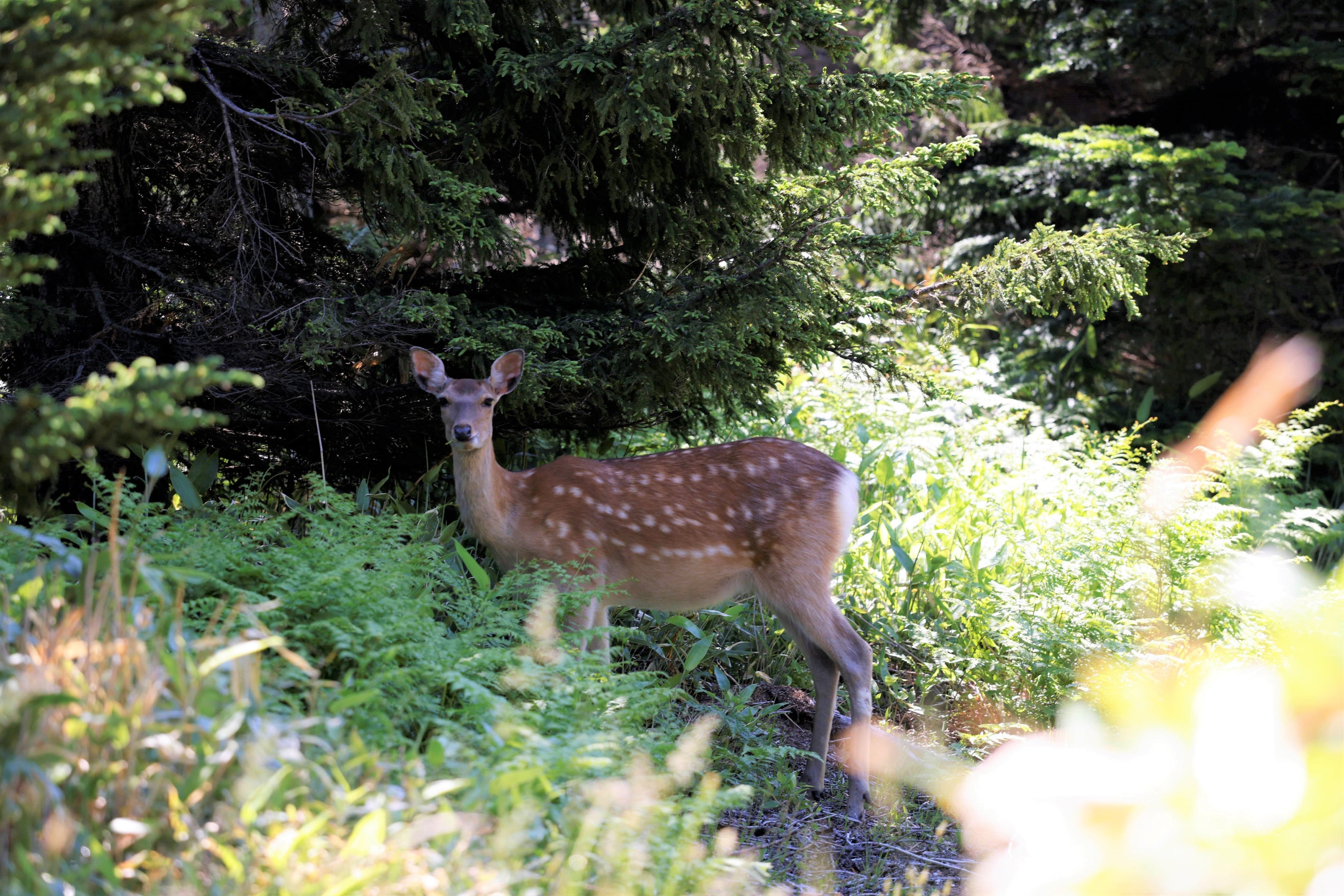 国道沿いすぐの場所に出没するエゾ鹿