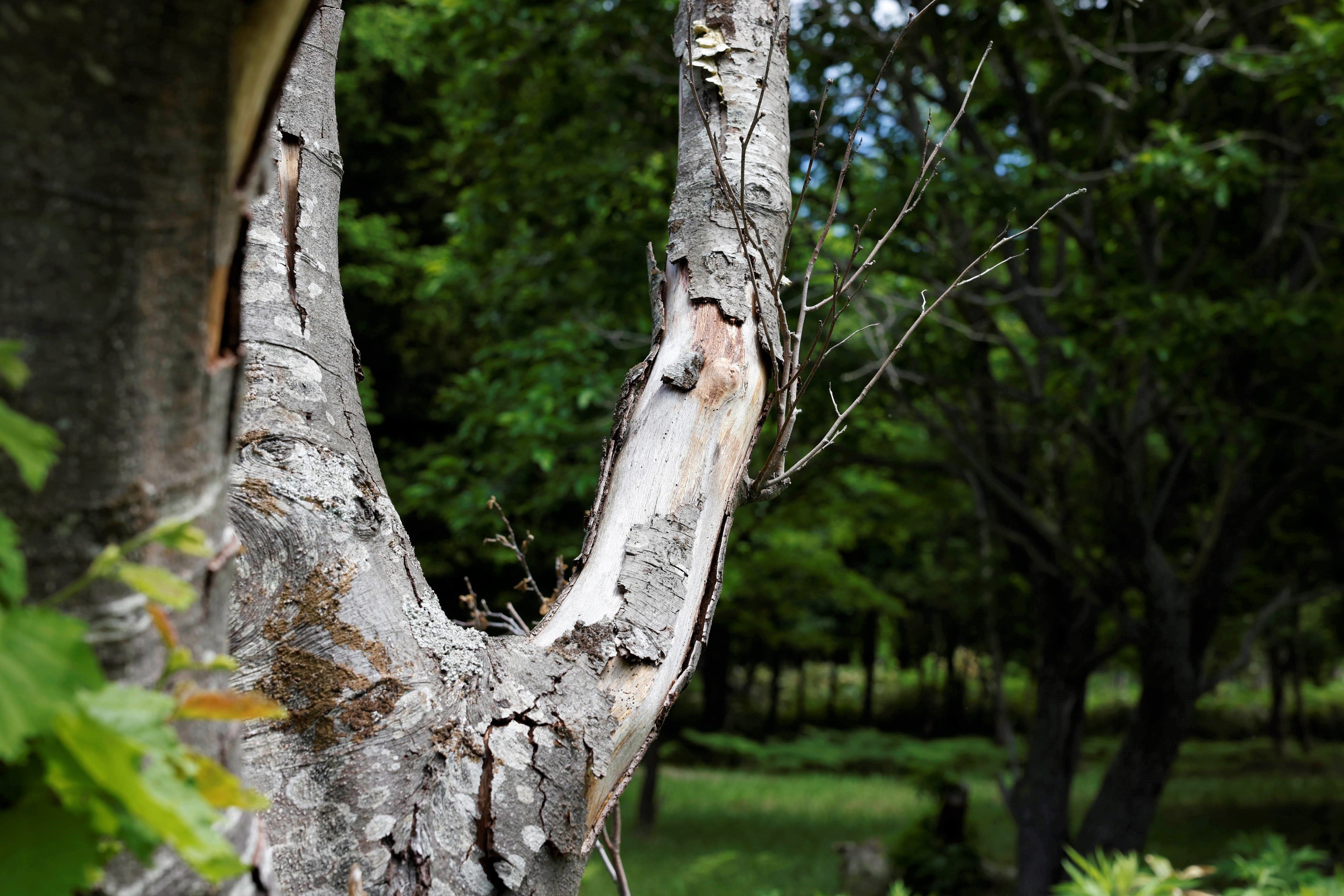 「樹皮剝ぎ」の食害が発生した広葉樹